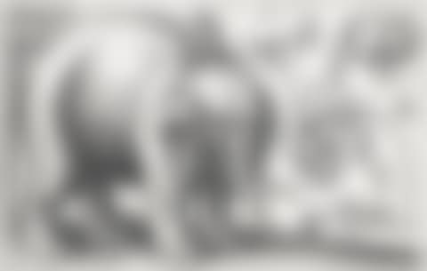 Study of an Elephant (Parthey 2066) (preview)