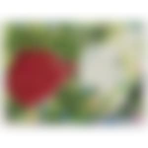 Summer red and white (preview)