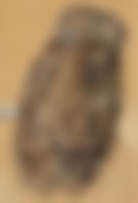 Tawny owl (preview)