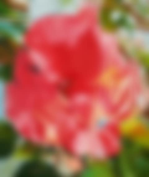 MORE POINTS ON THE EDGE OF THE BLOSSOM (preview)