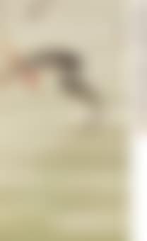 Four Carps (preview)