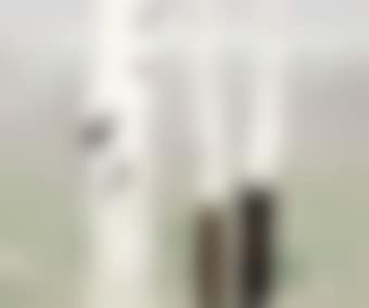 White Birch (preview)
