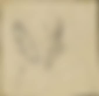 Head of a woman in profile to the left (preview)