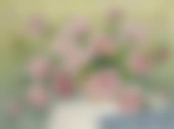 Pivoines roses (preview)