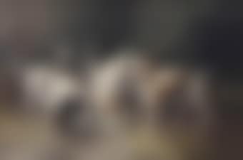 Saint Bernard puppies drinking milk (preview)