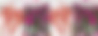 Homage to Vita Nouva (preview)