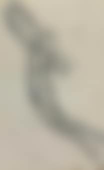 Figure ailée (preview)