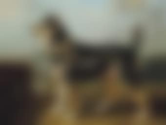 A terrier in a landscape (preview)