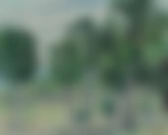 Cabbage Palms, Jamaica (preview)