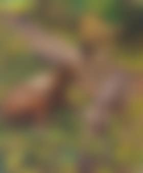 Cows at Charleston (preview)