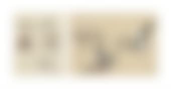 Three sheets of studies of wild duck, including shoveller, pochard, pintail and shelduck (preview)