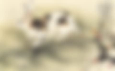 Hare (preview)
