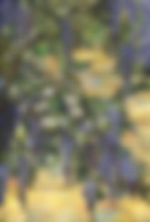 A 'SNOWBALL AND WISTERIA' WINDOW (preview)