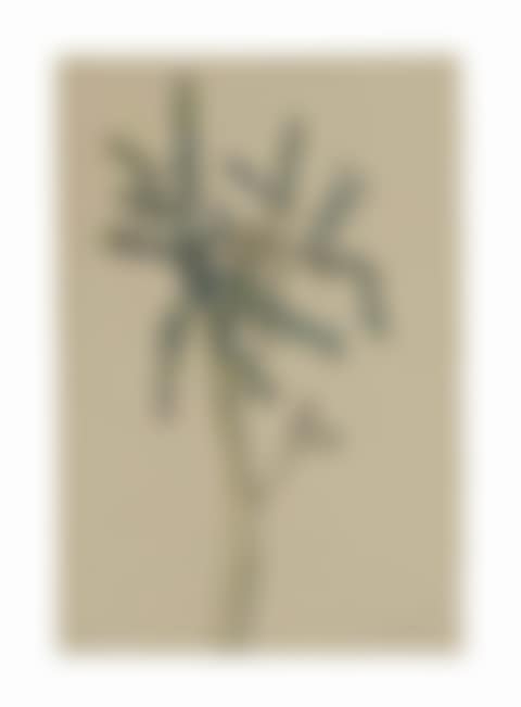 Gorse Sprig (preview)