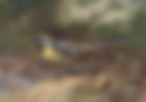 A grey wagtail (preview)