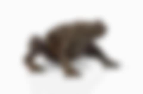CRAPAUD (preview)