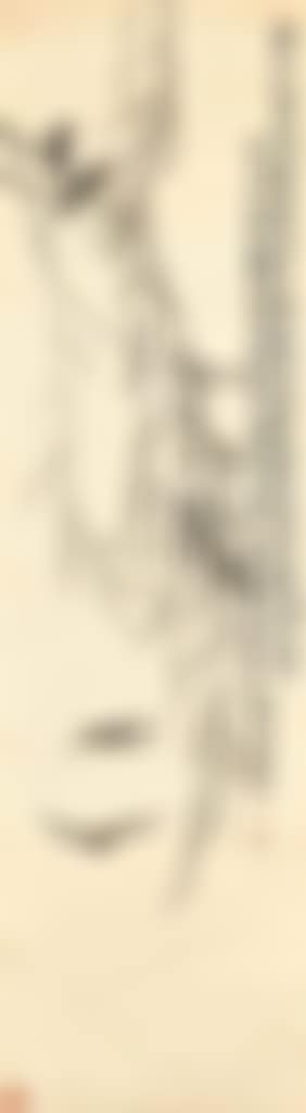 Swallow and Willow (preview)