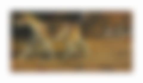 Peaceful, a study of a Pytchley hound (preview)