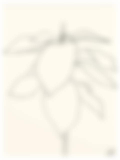Avocado (preview)
