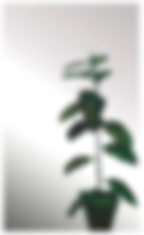 Ficus (preview)