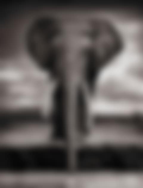 Elephant drinking, Amboseli (preview)