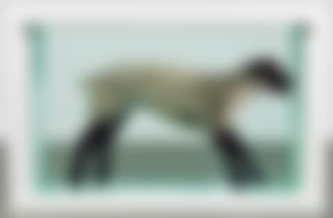 Away from the Flock (preview)