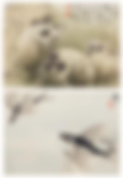 Skulls/Flying Fish (preview)