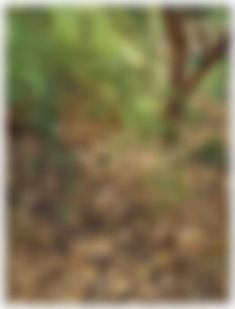 Painter's Garden (preview)
