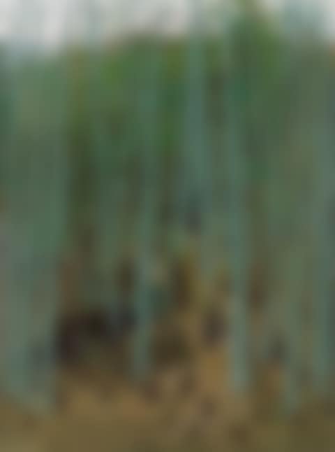 Spring Shoots Among Bamboos (preview)
