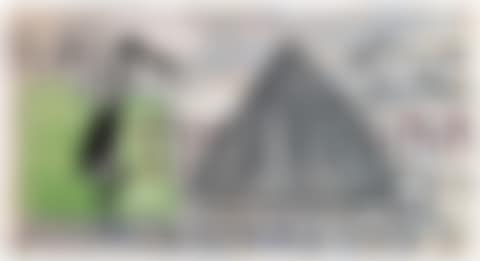 Black Stork (preview)