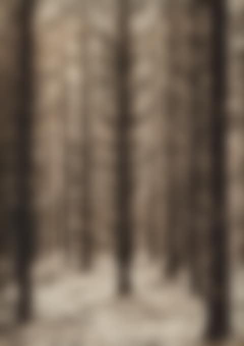 Spätherbst im Fichtenwald (preview)