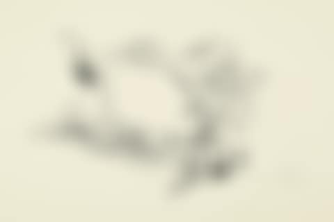 Cat and Mouse (preview)