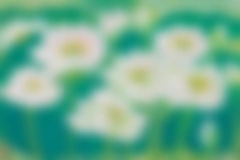 Lotus (preview)