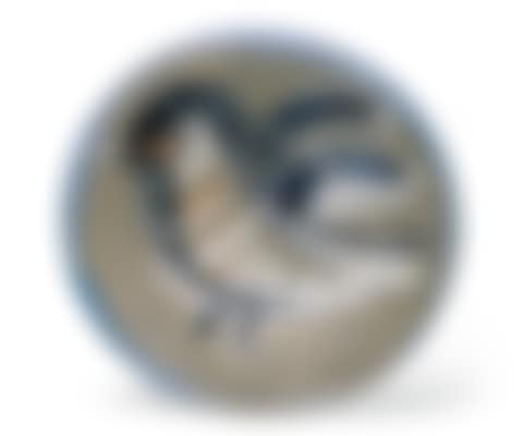 OISEAU (preview)