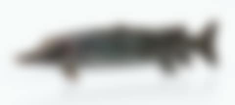 BROCHET (preview)