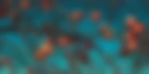 Persimmons (preview)