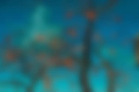 Persimmons (preview)