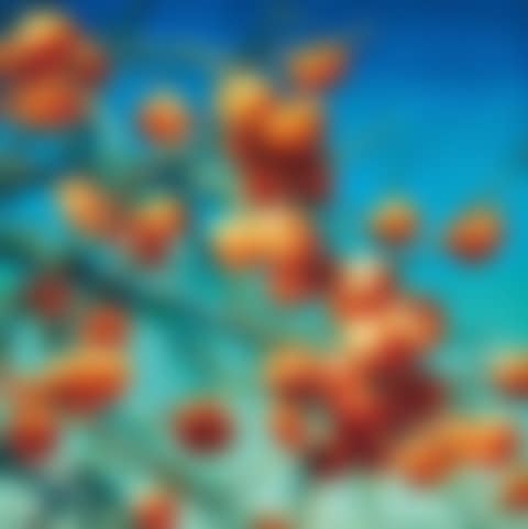 Persimmons (preview)