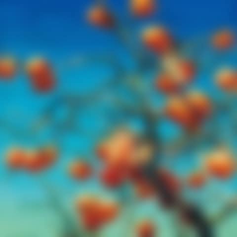 Persimmons (preview)