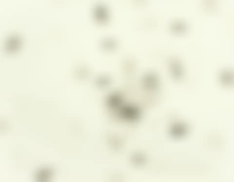With Winds (preview)