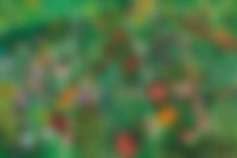 Field of Wild Flowers (preview)