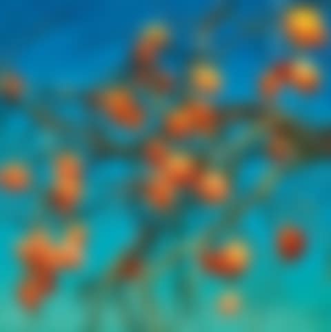 Persimmons (preview)