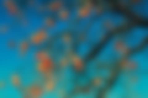 Persimmons (preview)
