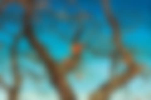 Persimmons (preview)