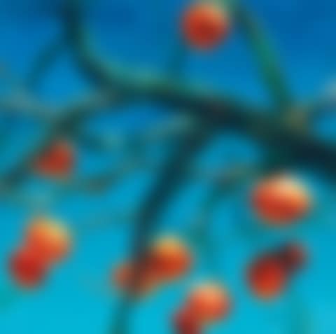 Persimmons (preview)