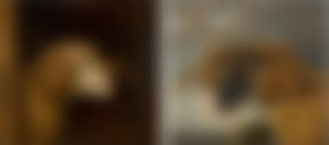 HEAD OF A WHITE FACED RAM, FACING RIGHT; AND HEAD OF A BLACK FACED RAM, FACING LEFT, A SEASCAPE BEYOND (preview)