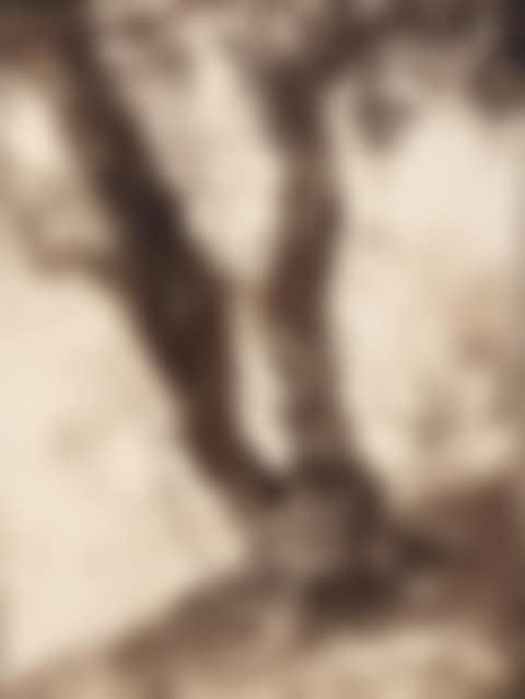 Olivier (preview)