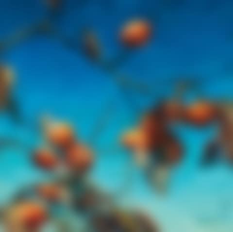 Persimmons (preview)