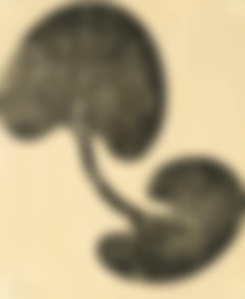 Siamesisches Blatt (preview)
