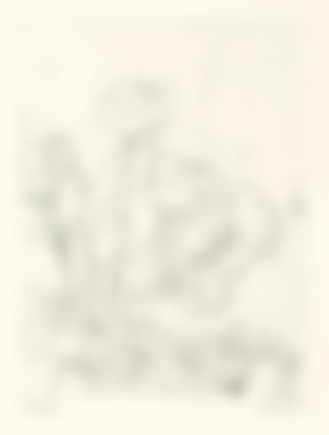 Tulips (preview)